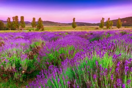 Provence - sky, fragrance, colorful, field, provence, meadow, lovely, purple, beautiful, scent, grass, lavender