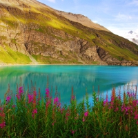 Lake flowers