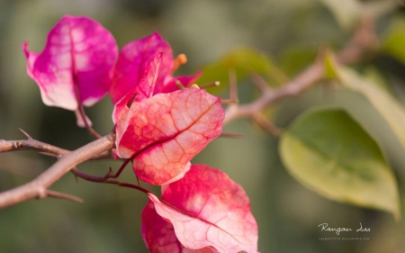 Bouga in villea - wallpaper, flowers, spring, leaves, abstract, hd, petals, photography, leaf, macro