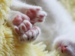 Cute paws