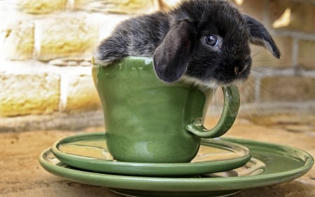 â™¥ - easter, rabbit, animal, cute, black, cup, green