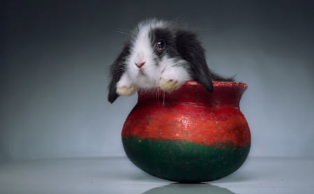 Rabbit - white, red, rabbit, animal, animals, black, photo, cup