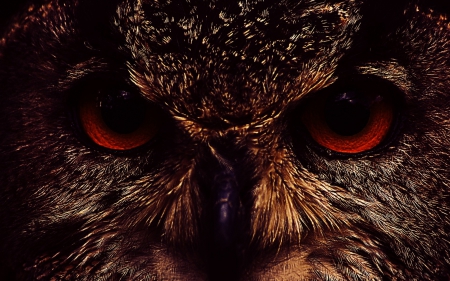 Owl - feather, red, bird, owl, skin, eyes