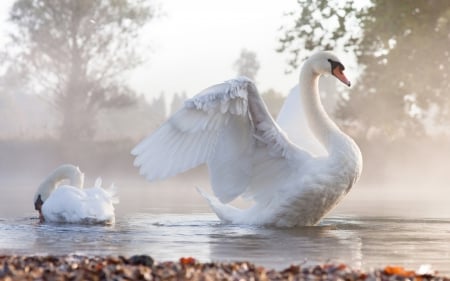 Swans - bird, white, water, swan, wings, mist, feather