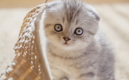 Kitten - cute, animal, kitten, cat