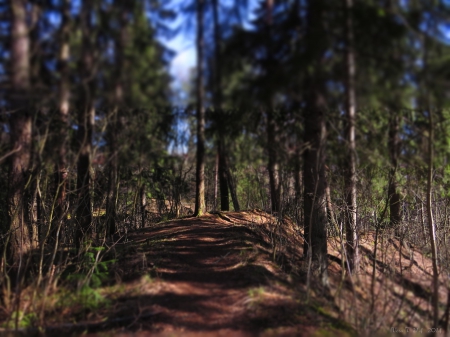 Path - forest, path, spring, sun