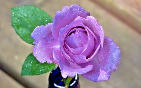 My Favorite Color - one, purple, amazing, rose