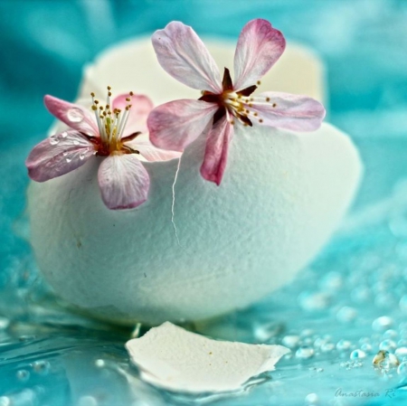 New Born - nature, beautiful, egg, flowers, new born