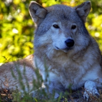 Wolf Beauty