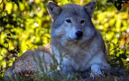 Wolf Beauty - wildlife, wolves, predator, resting