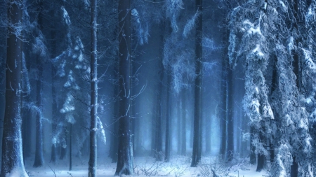 mysterious forest in winter - winter, fog, forest, gray