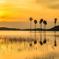 amazing yellow sunset