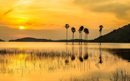 amazing yellow sunset - bay, yellow, trees, sunset, grass