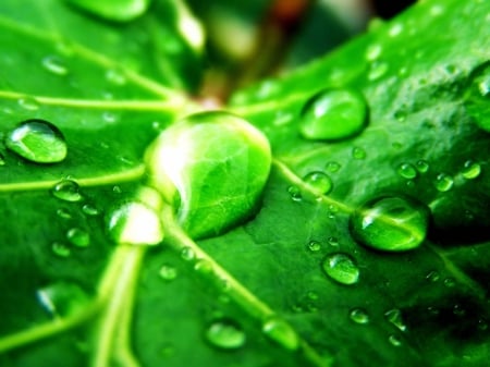 Beauty of Nature! - water, beautiful, leaf, leaves, nature, green