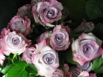 Lilac roses