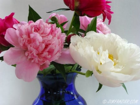 Full bloom - flowers, blue vase, white, red, pink, peonies