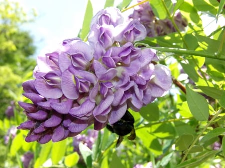 Purple Flower - lovely flowers, beauty, natural, flowers, bees, nature, bugs, photographers, macro, hdr