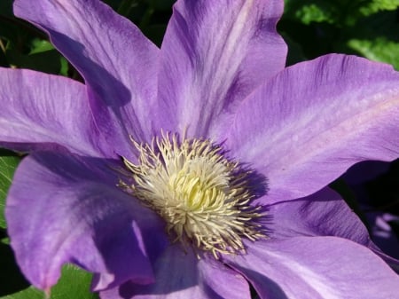 Macro Beauty - beauty, nature, large flower, macro flower, flowers, natural, lovely flowers