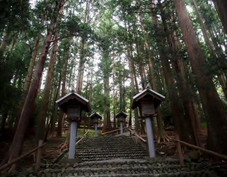 Japanese Temple - lantern, forest, japan, shrine, temple