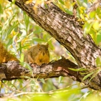 Squirrel on a Tree Limb