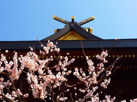 Cherry Blossom - cherry blossom, japan, sakura, shrine, japanese, flowers, temple