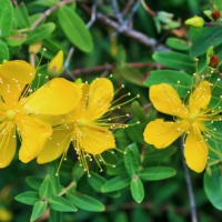 Bright Hypericum Flowers