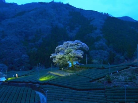 Spring Landscape - fields, landscape, tea, cherry, japanese, japan, sakura, scenery, tree