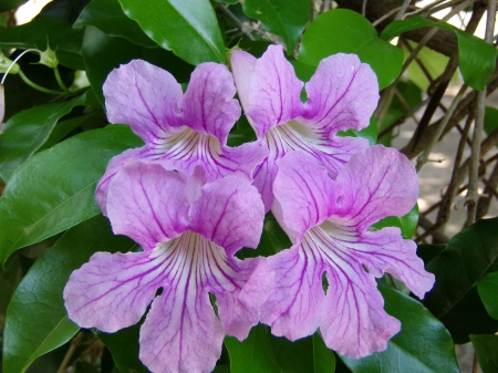 Four Flowers - beauty, flowers, lovely flowers, natural