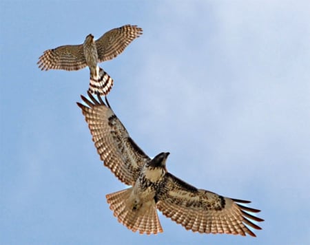 pair of hawks - flying, high, together, close