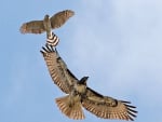 pair of hawks