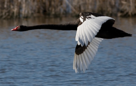 Swan - white, flight, red, black