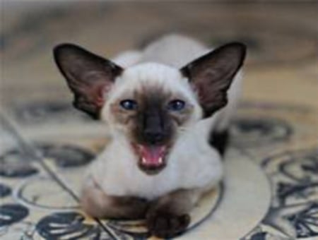 meowing siamese - ears, pointy, body, cat