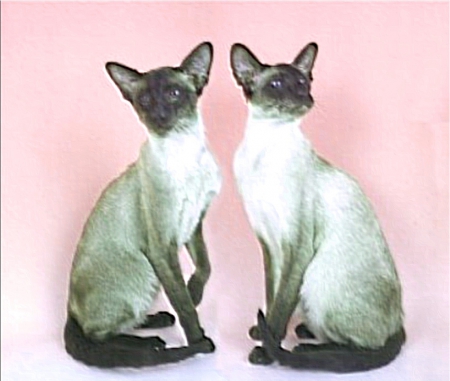 Siamese cats - alikes, images, mirror, look