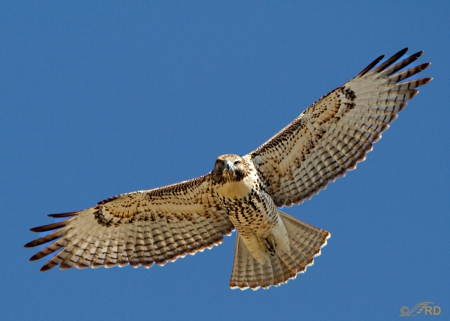 red tailed hawk - over, passing, from, above