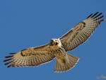 red tailed hawk