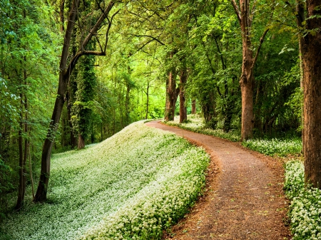 Forest Path - nature, tree, forest, path