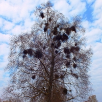 Nature fantasy.  Birch.