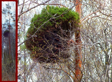 Nature fantasy.  Pine-tree branch. - nature, forests, trees, spring