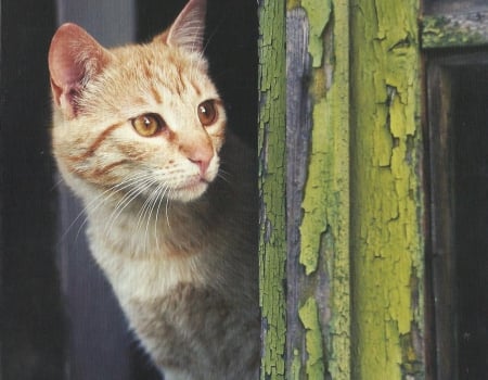 Cat - peeking, feline, cute, paws, cat