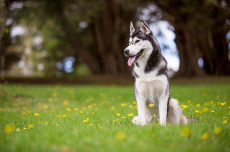 Husky - animal, pretty, cute, animals, beautiful, sweet, puppy, puppys, dogs, lovely, dog