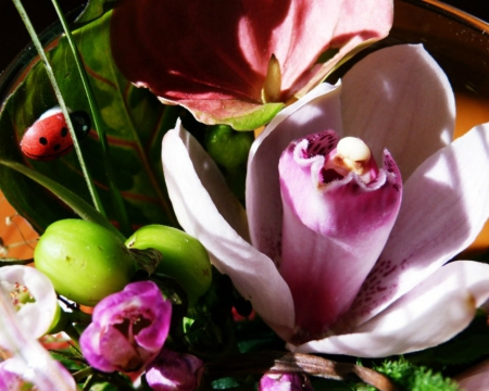 Beautiful flowers - flowers, orchids, petals, art