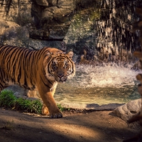 Intimidating Tiger