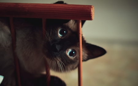 Cat - cat, animal, eyes, blue