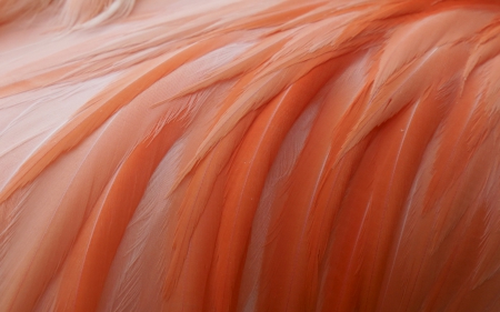 Flamingo feathers - abstract, wing, feather, pattern, orange, texture, pink, flamingo