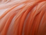 Flamingo feathers