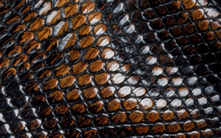 Snake skin - skin, brown, abstract, snake, pattern, texture, black