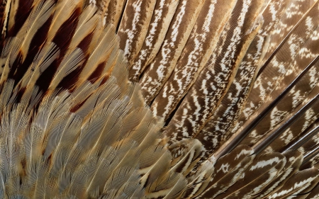 Feathers - feather, pattern, wing, texture, abstract