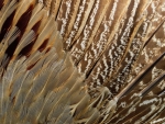 Feathers