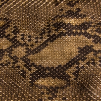 Snake skin