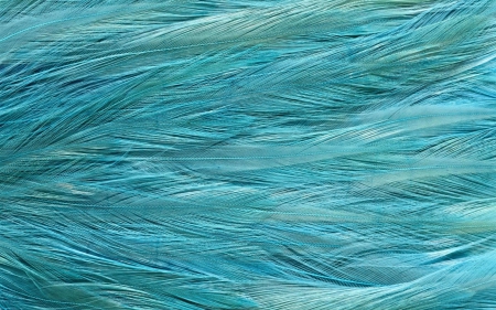 Blue feathers - abstract, feathers, blue, pattern, texture